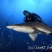 shark_tiger_sand_atlas_h_0261_nca0719.jpg